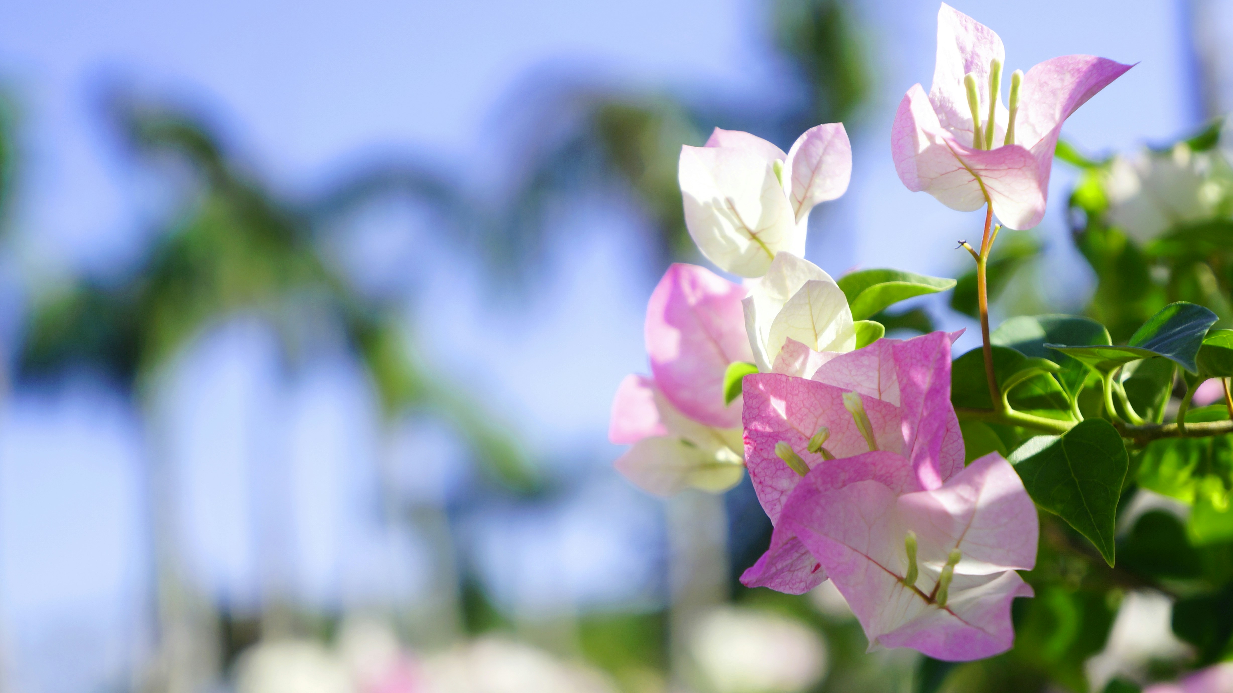 Free Unsplash photo from Riku Lu