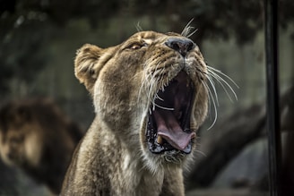 lioness yawning
