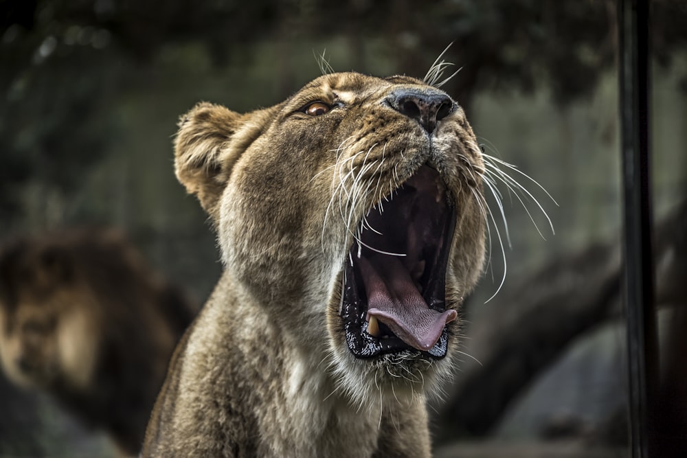 lioness yawning