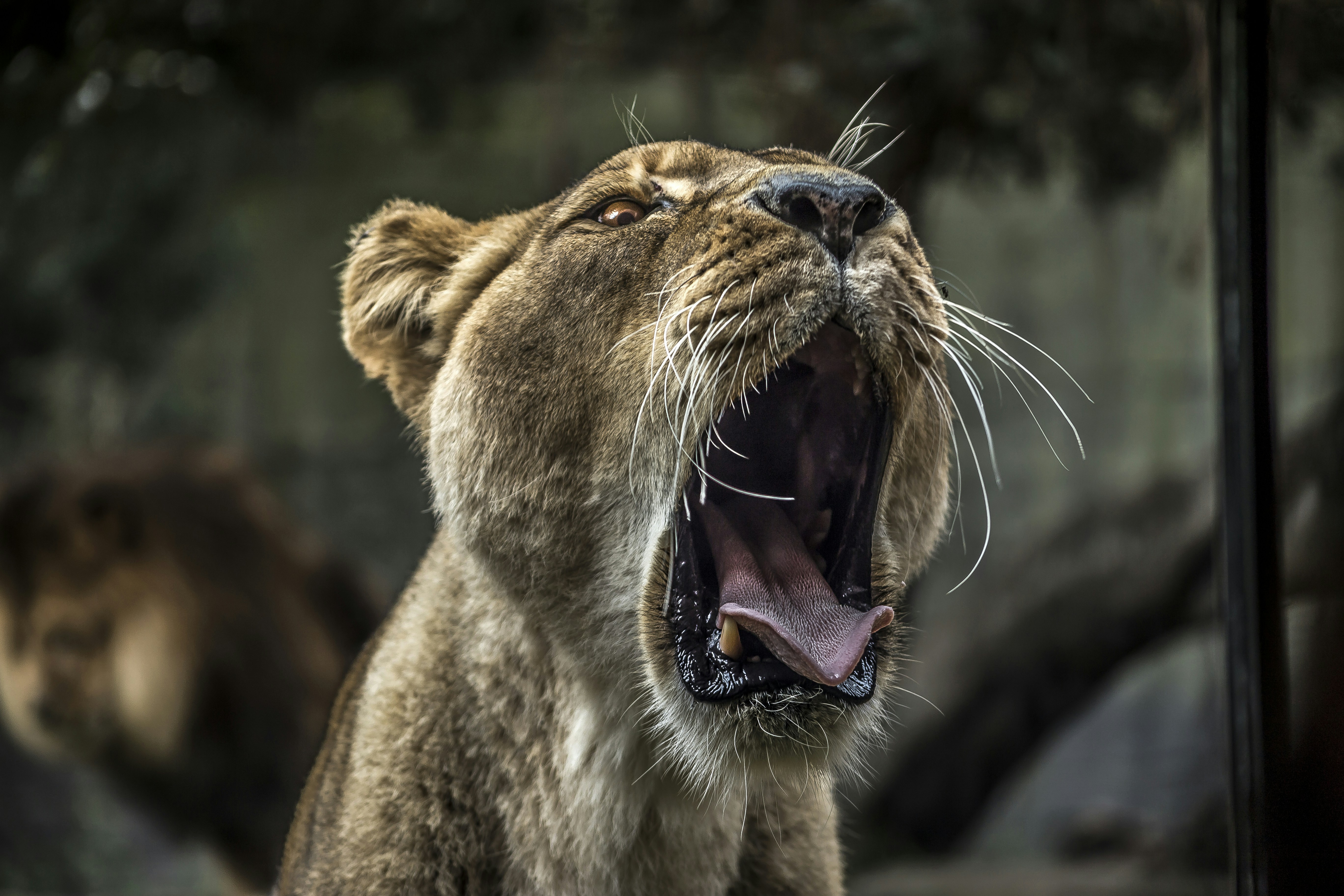 Outraged lion