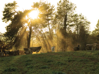 Sunlight filtering through trees over a peaceful farm landscape with grazing animals.