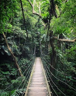 Travelers crossing a wooden suspension bridge deep in the Amazon jungle.