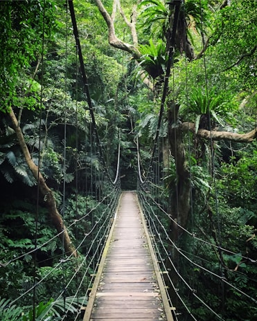 Travelers crossing a wooden suspension bridge deep in the Amazon jungle.