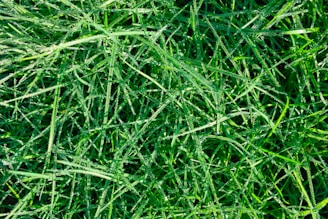 A close-up of vibrant grass blades glistening with dew.