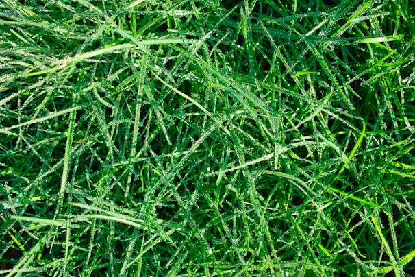A close-up of vibrant grass blades glistening with dew.