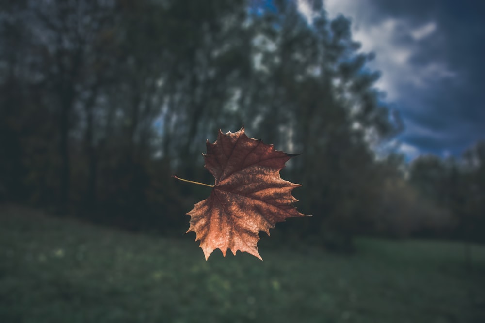 feuille séchée brune