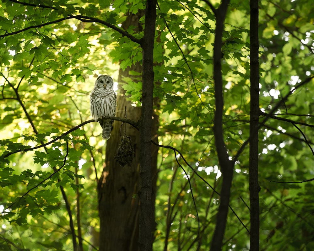 Búho blanco y gris en el árbol