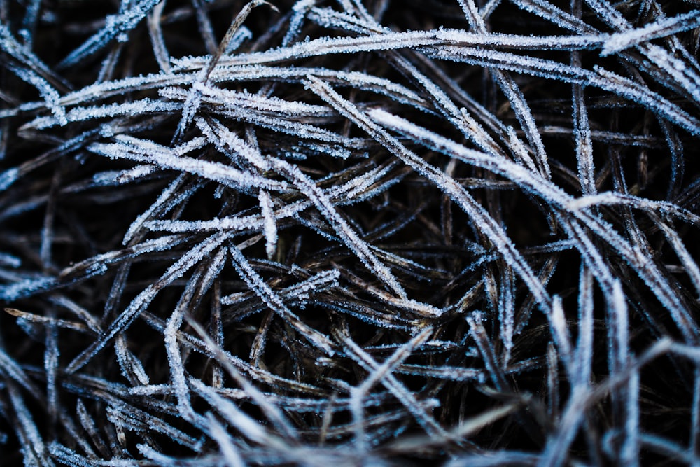 a close up of a bunch of frozen grass