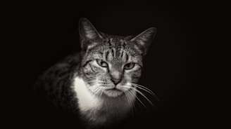 Portrait of a wild cat with piercing eyes, depicted in monochrome graphite.