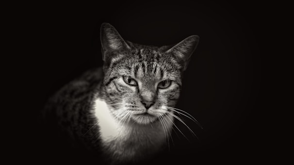 Portrait of a wild cat with piercing eyes, depicted in monochrome graphite.