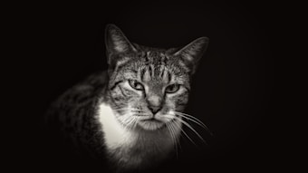 A monochrome portrait of a cat with striking eyes and alert ears. The image has a soft focus on the edges, emphasizing the cat's face against a dark background.