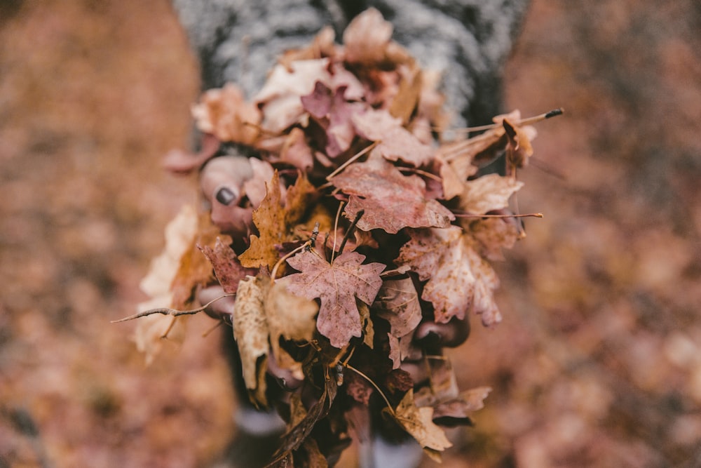 shallow focus photography of dried leaves