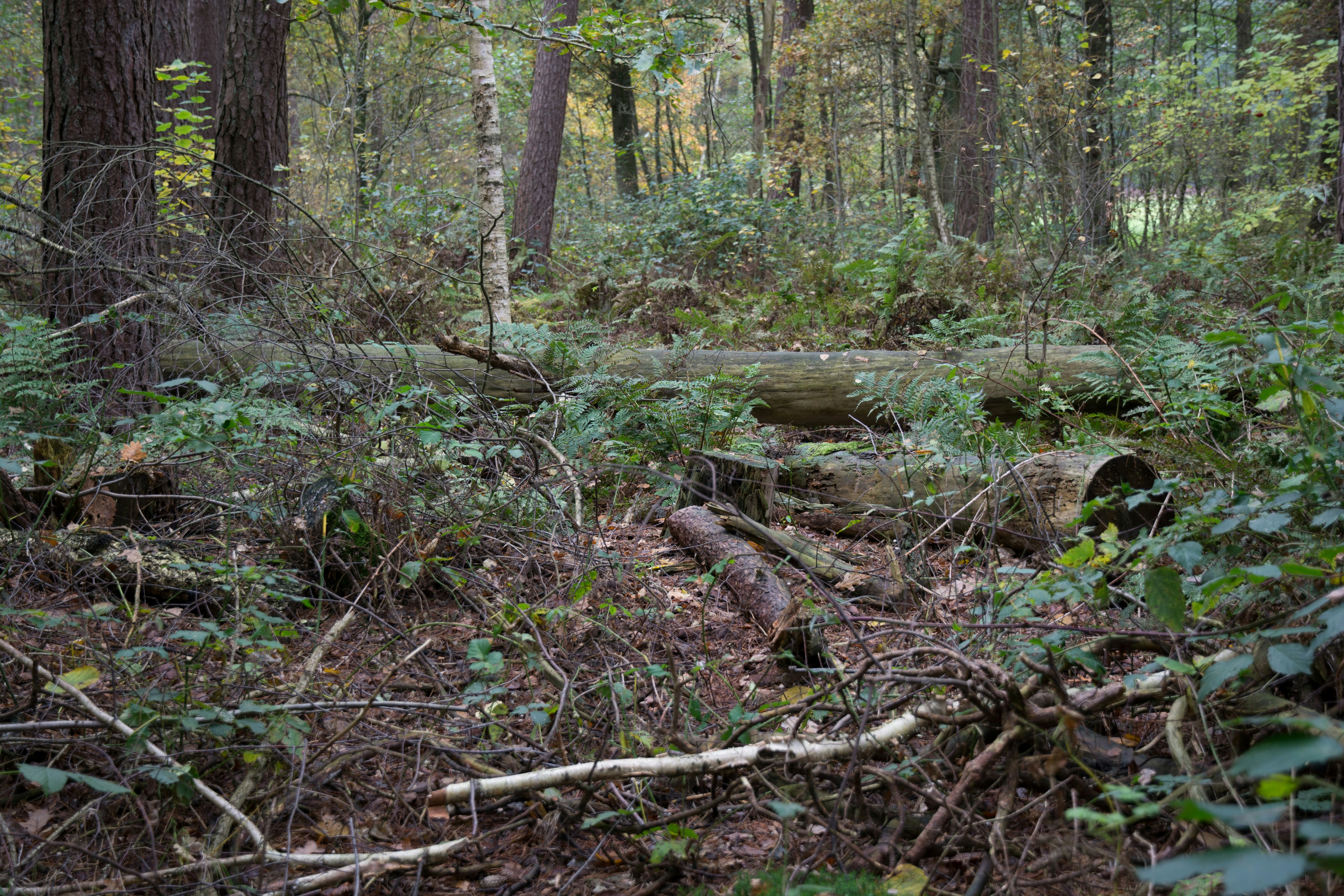 Free Unsplash photo from Pascalle ten Bloemendal