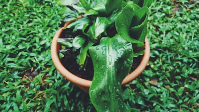 A terracotta pot filled with lush green plants, covered with droplets of water, rests on a bed of verdant grass.