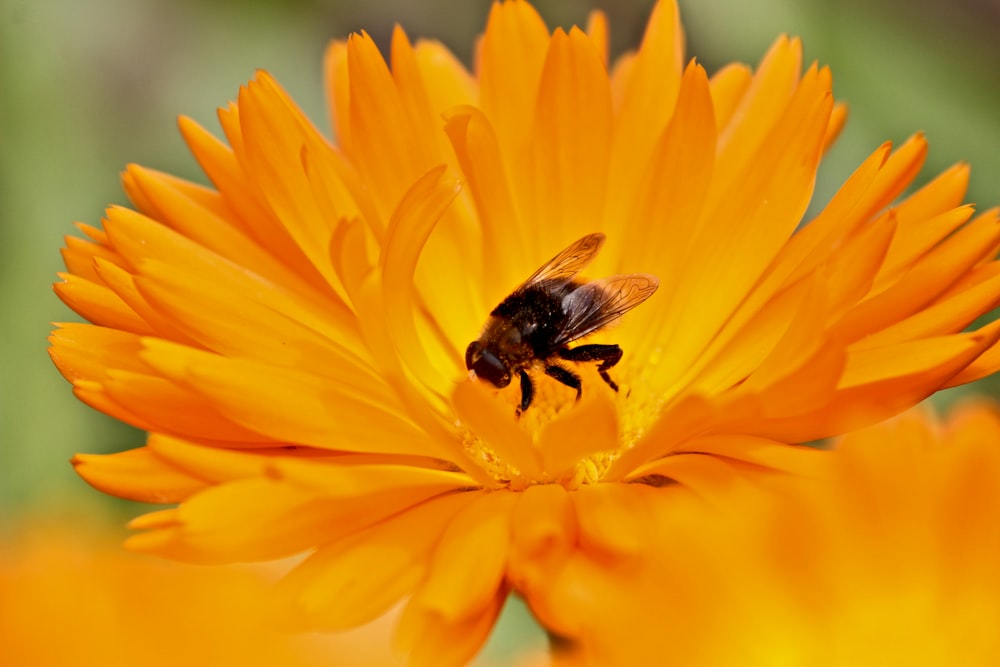 bee on orange gerbera flower