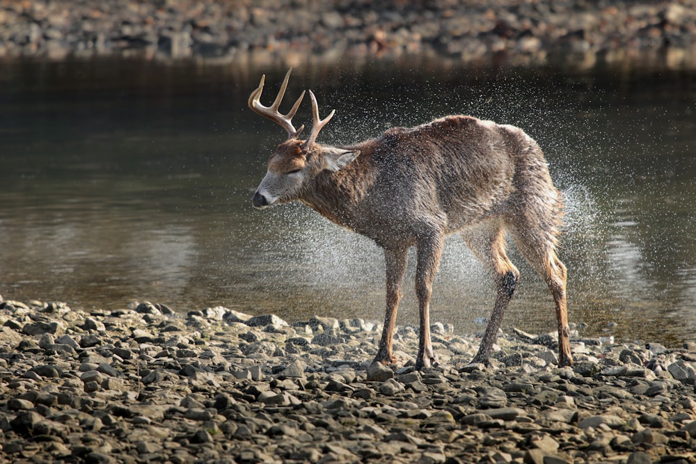 brown deer near body of water