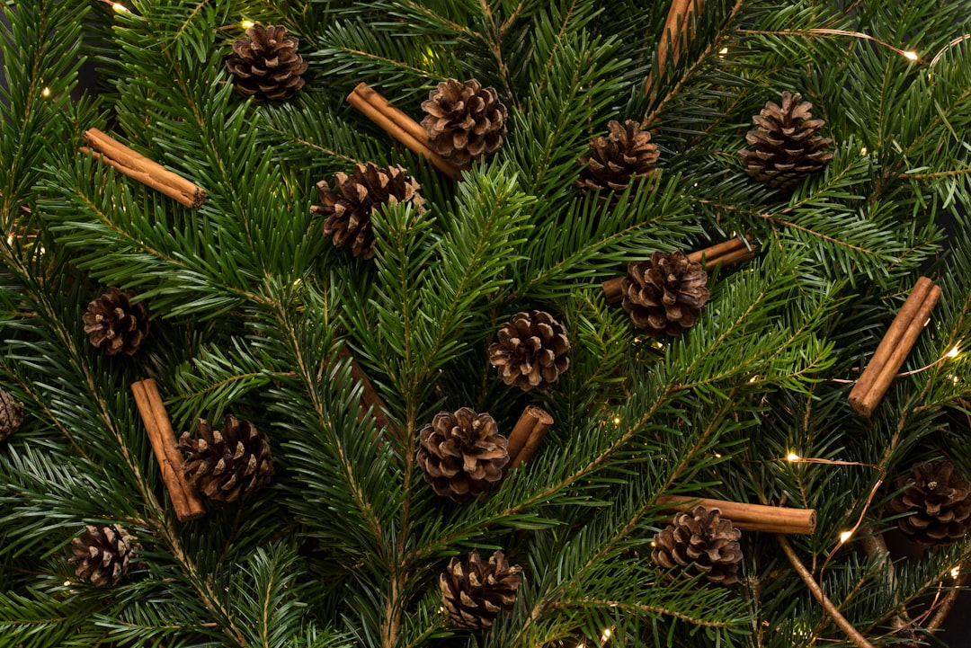 brown pine cones in pine tree