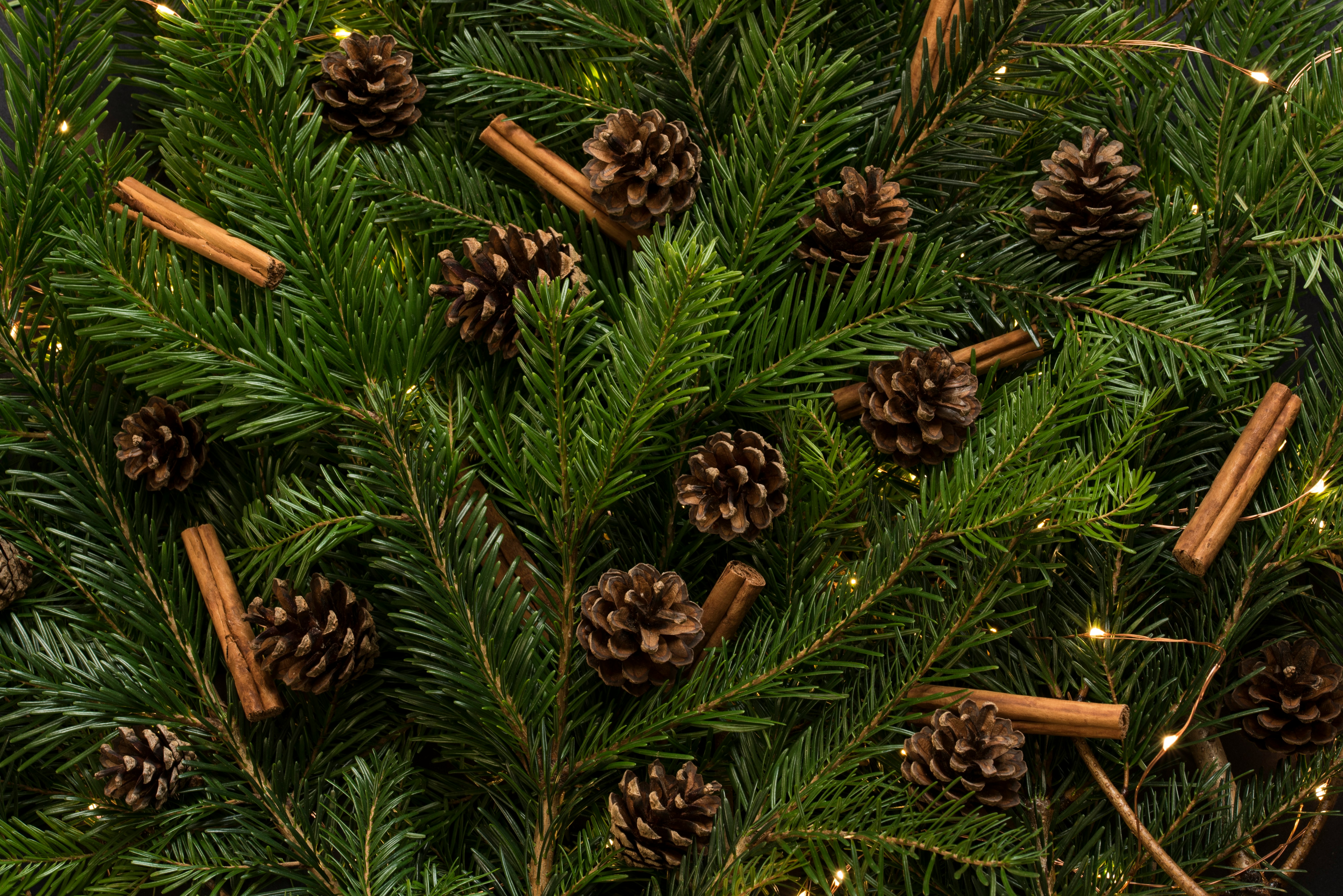 brown pine cones in pine tree