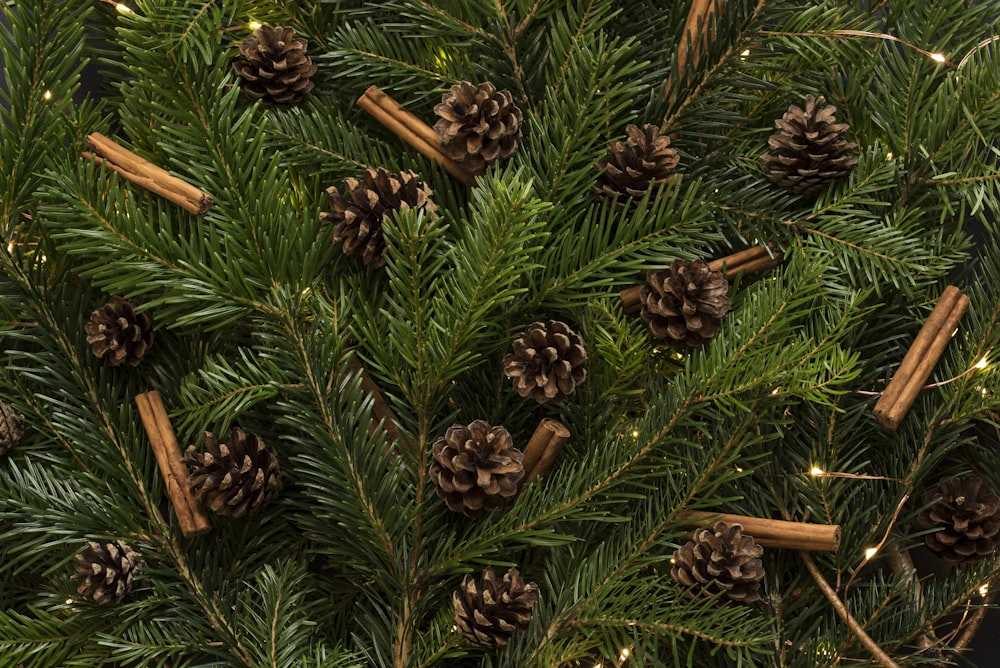 brown pine cones in pine tree