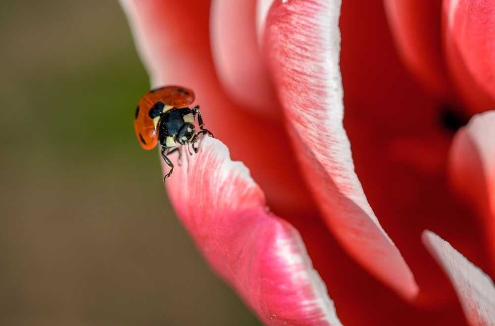 red and black ladybug on red petaled flower close-up photo
