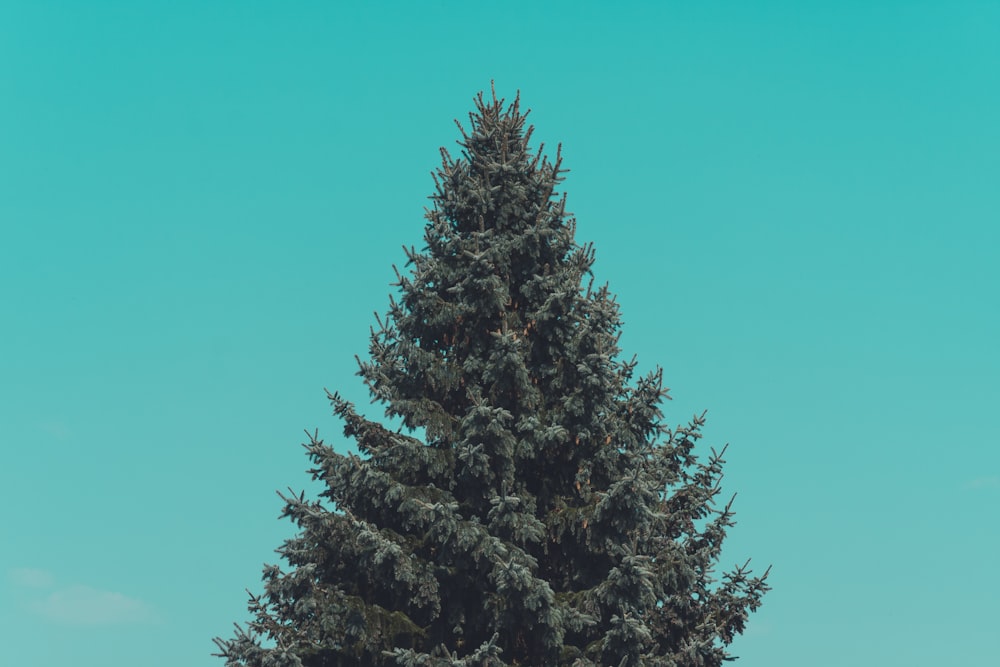 Branches of evergreen tree in forest · Free Stock Photo