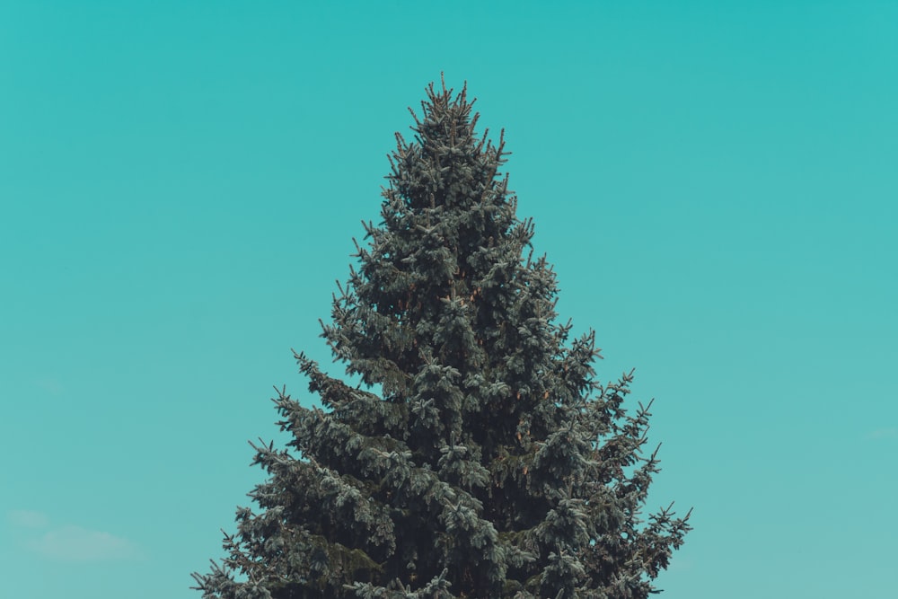 green pine tree under green sky