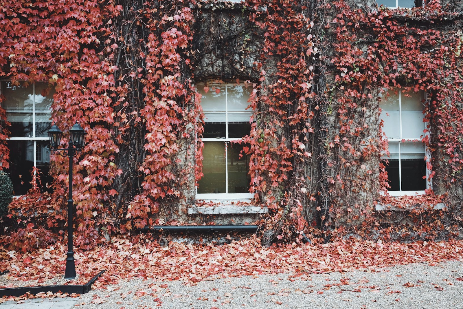 Fujifilm X70 sample photo. Pink leaves covered in photography