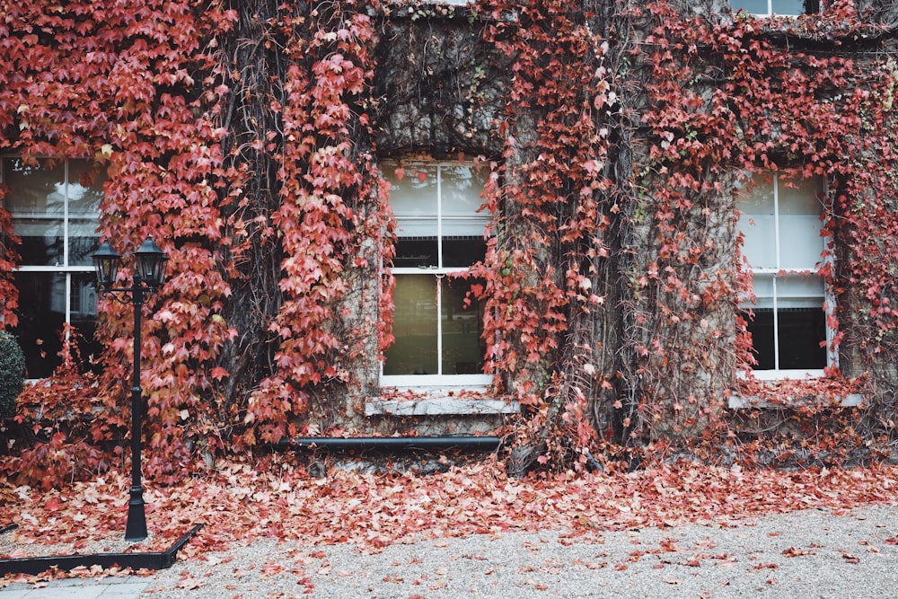 하얀 집에 덮인 분홍색 나뭇잎