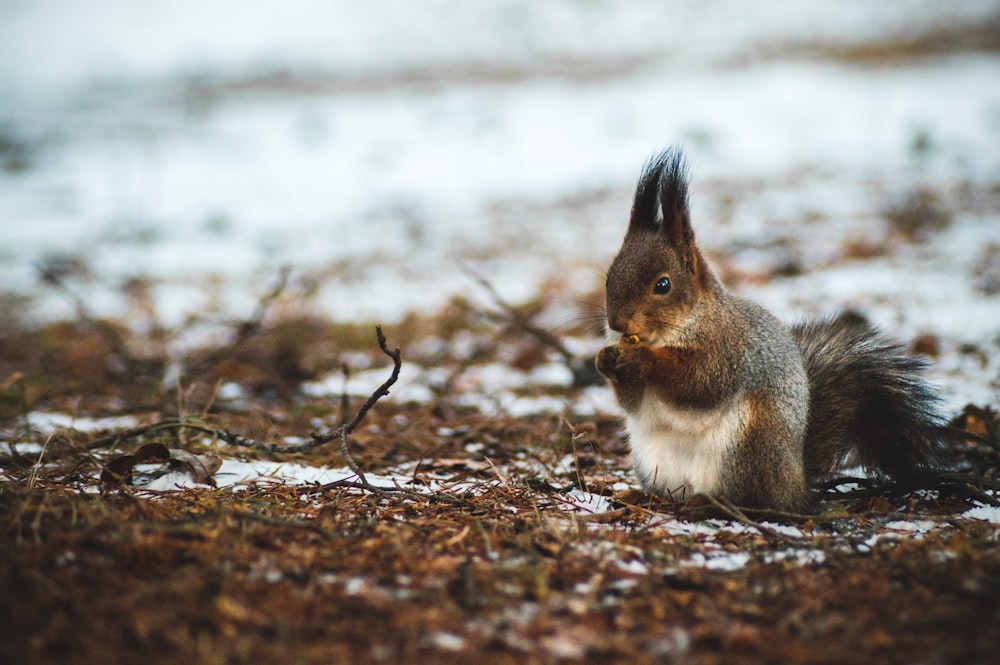 brown squirrel standing on ground