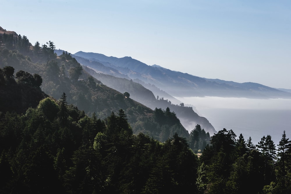 forest tree on mountain