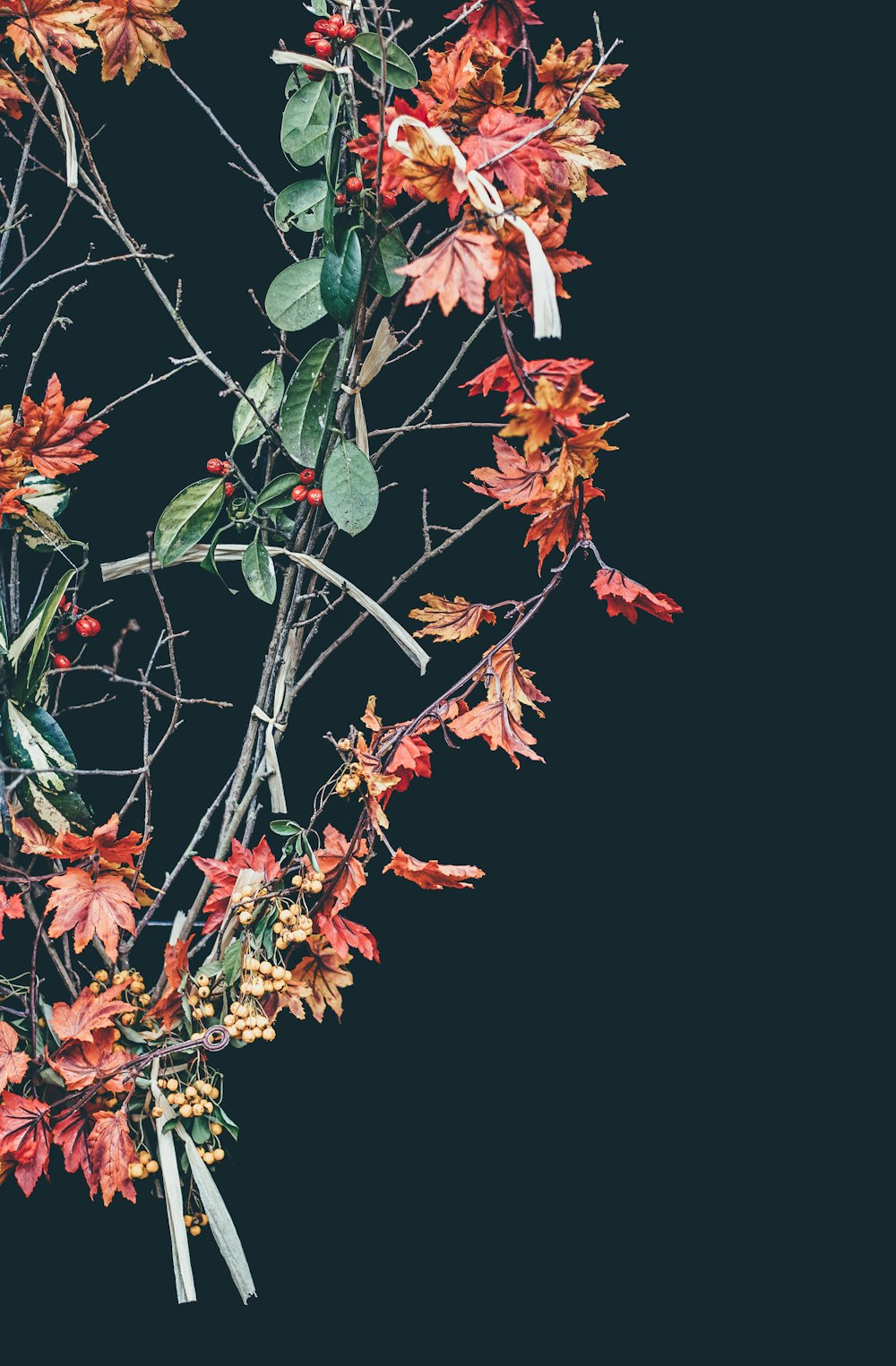 red and green leafed plant