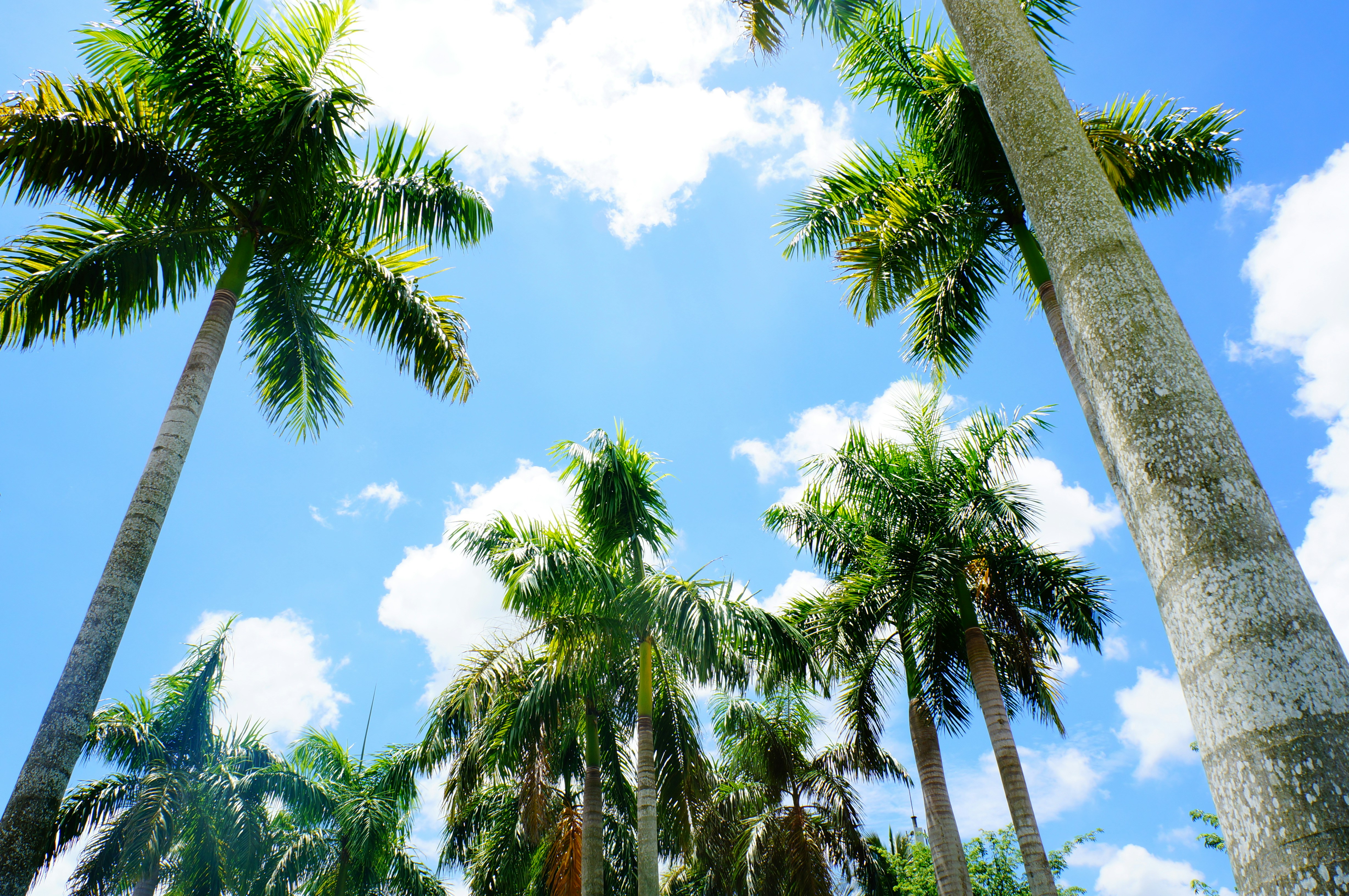 Free Unsplash photo from Riku Lu