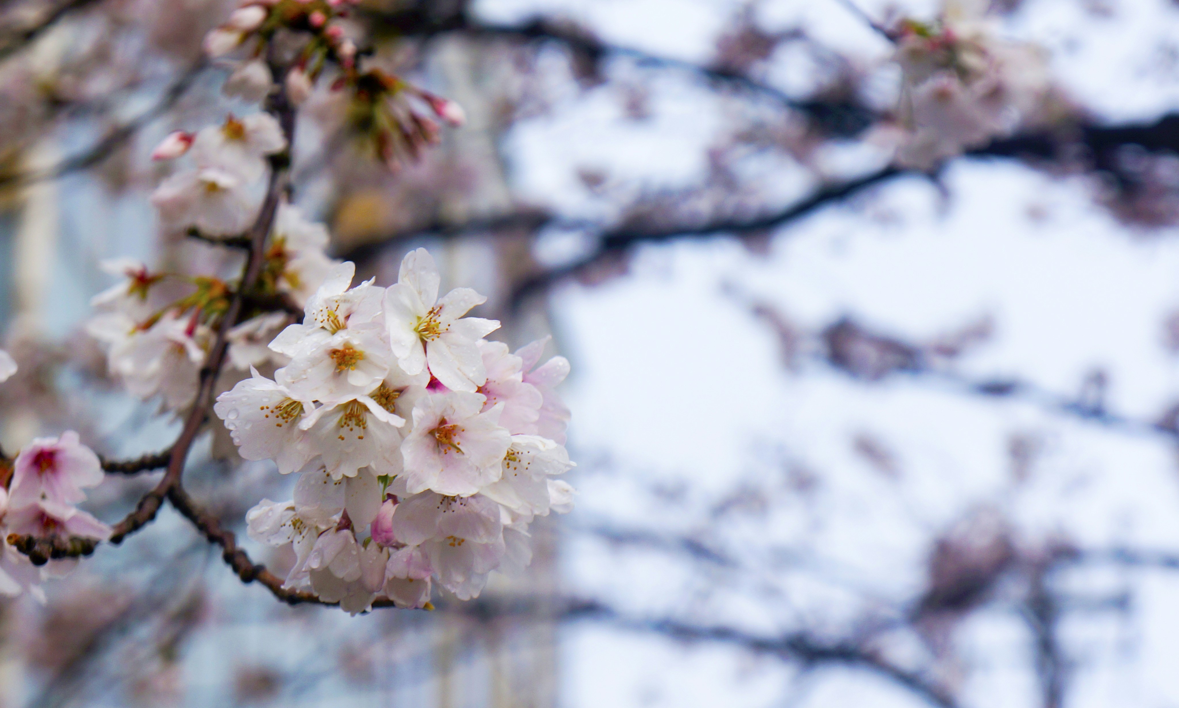 Free Unsplash photo from Riku Lu