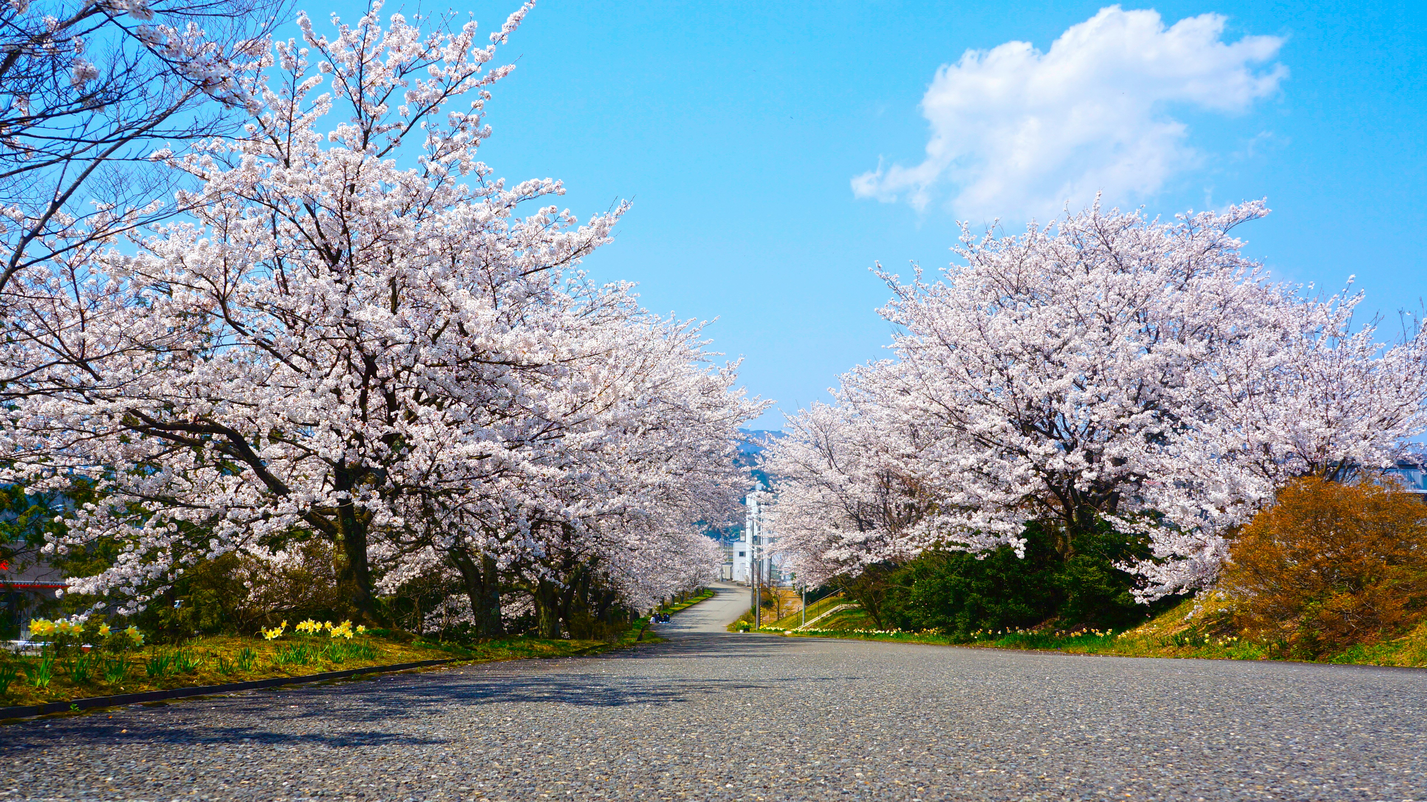 Free Unsplash photo from Riku Lu