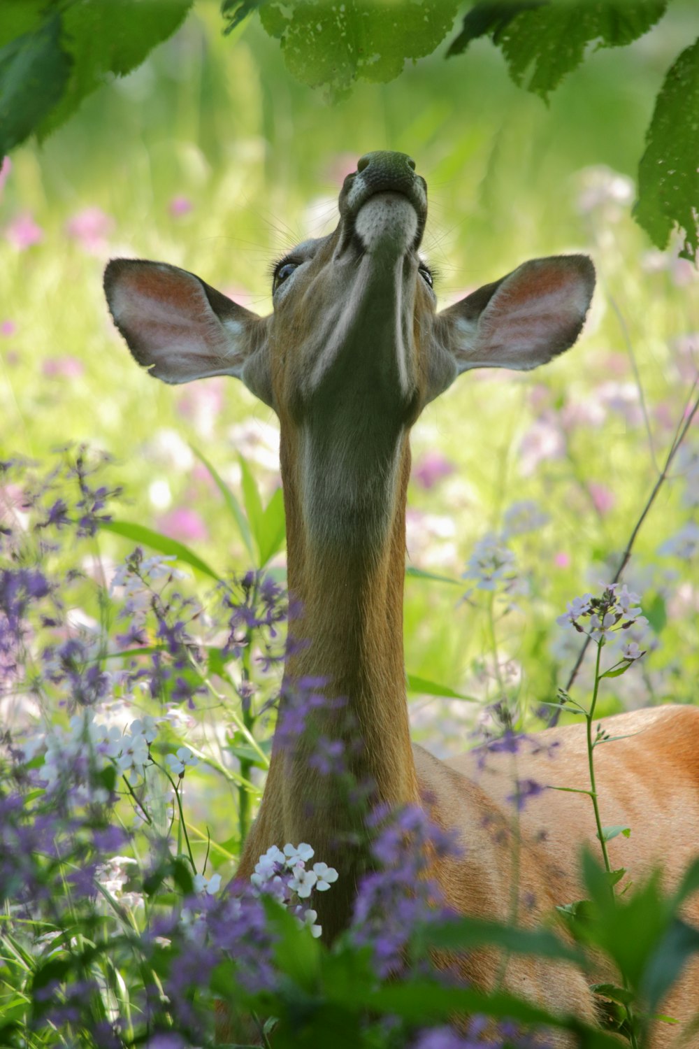 deer looking up at leaf at daytime