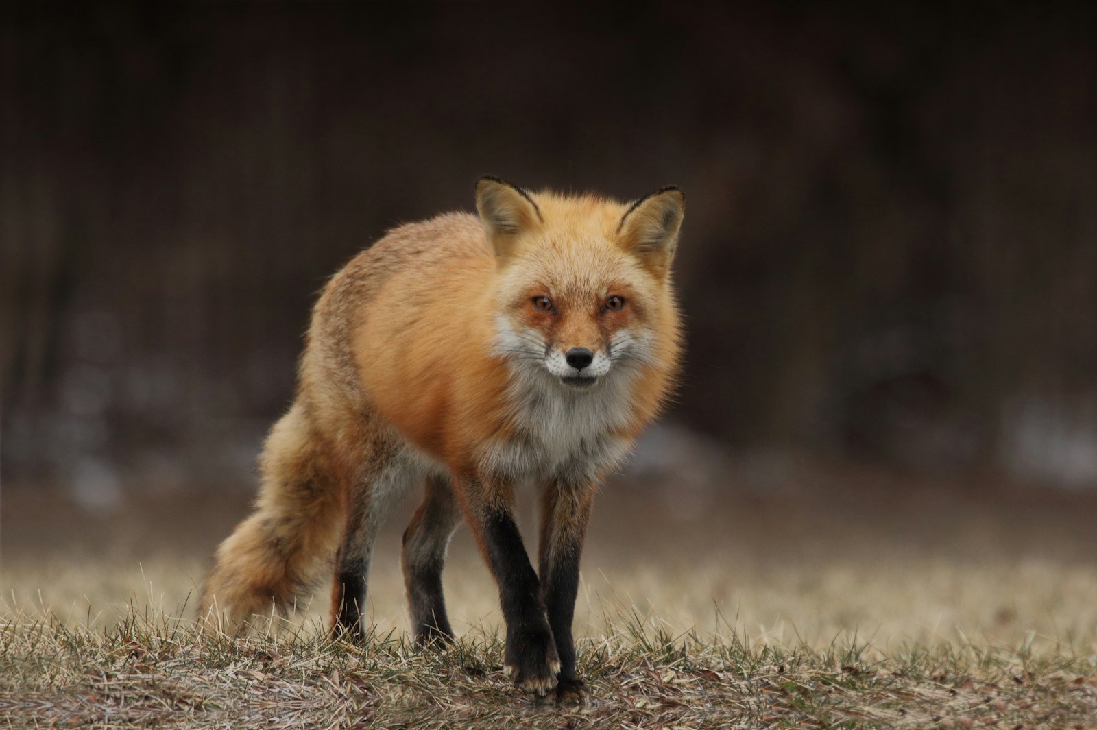 Canon EOS 70D + Canon EF 100-400mm F4.5-5.6L IS USM sample photo. Red fox photography