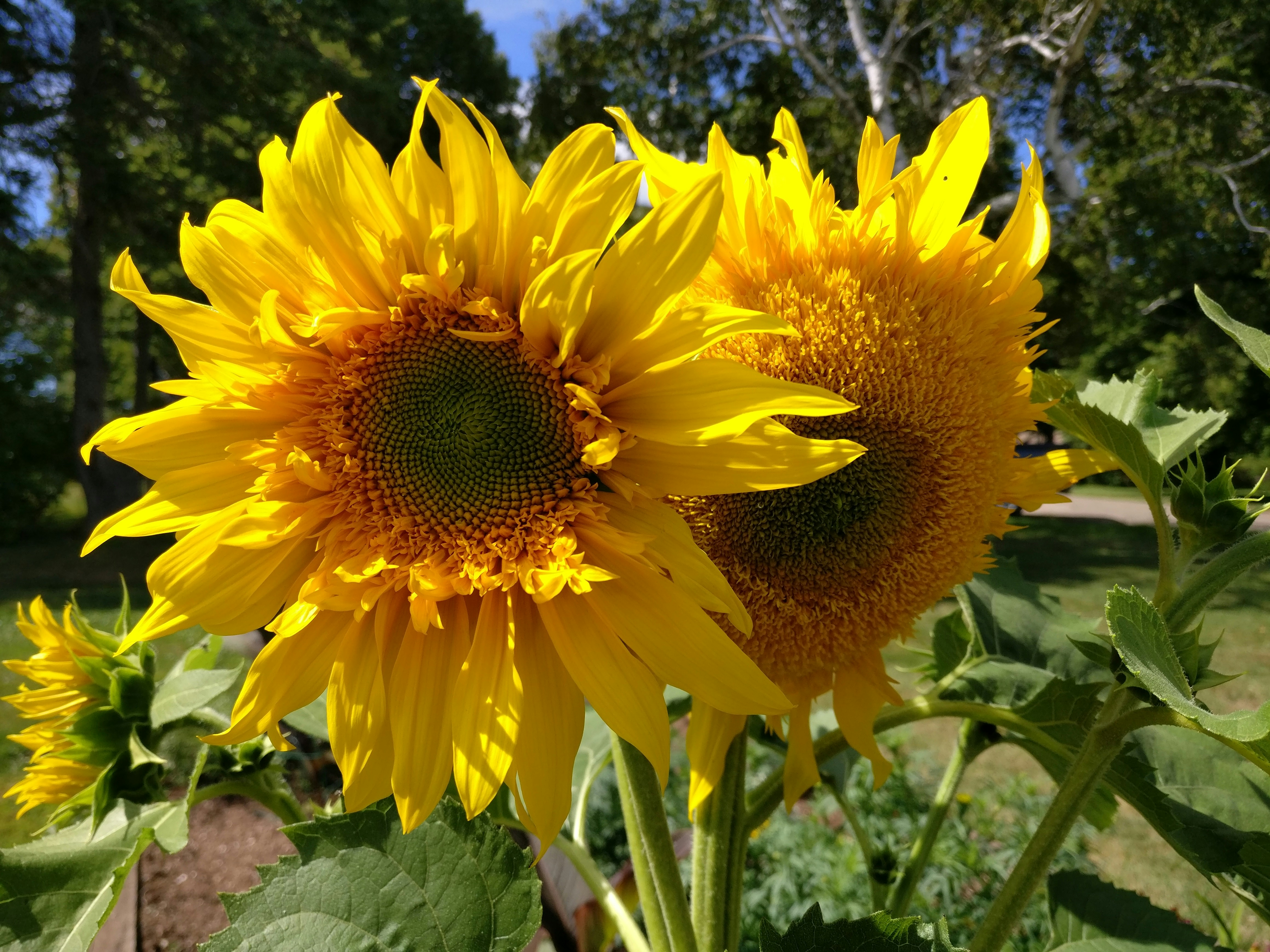 Free Unsplash photo from Elliot Yeo