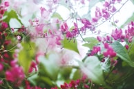 Delicate flowers and fruits combined in a playful composition.