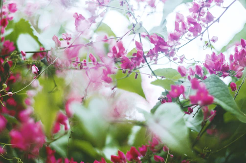 A delicate botanical study showing intertwined wildflowers and leaves rendered in soft, natural tones.