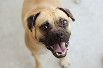 A joyful dog looking at a smartphone screen showing a colorful map with nearby pets and vet clinics.
