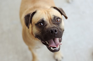A joyful stray dog wagging its tail after receiving a meal from volunteers.