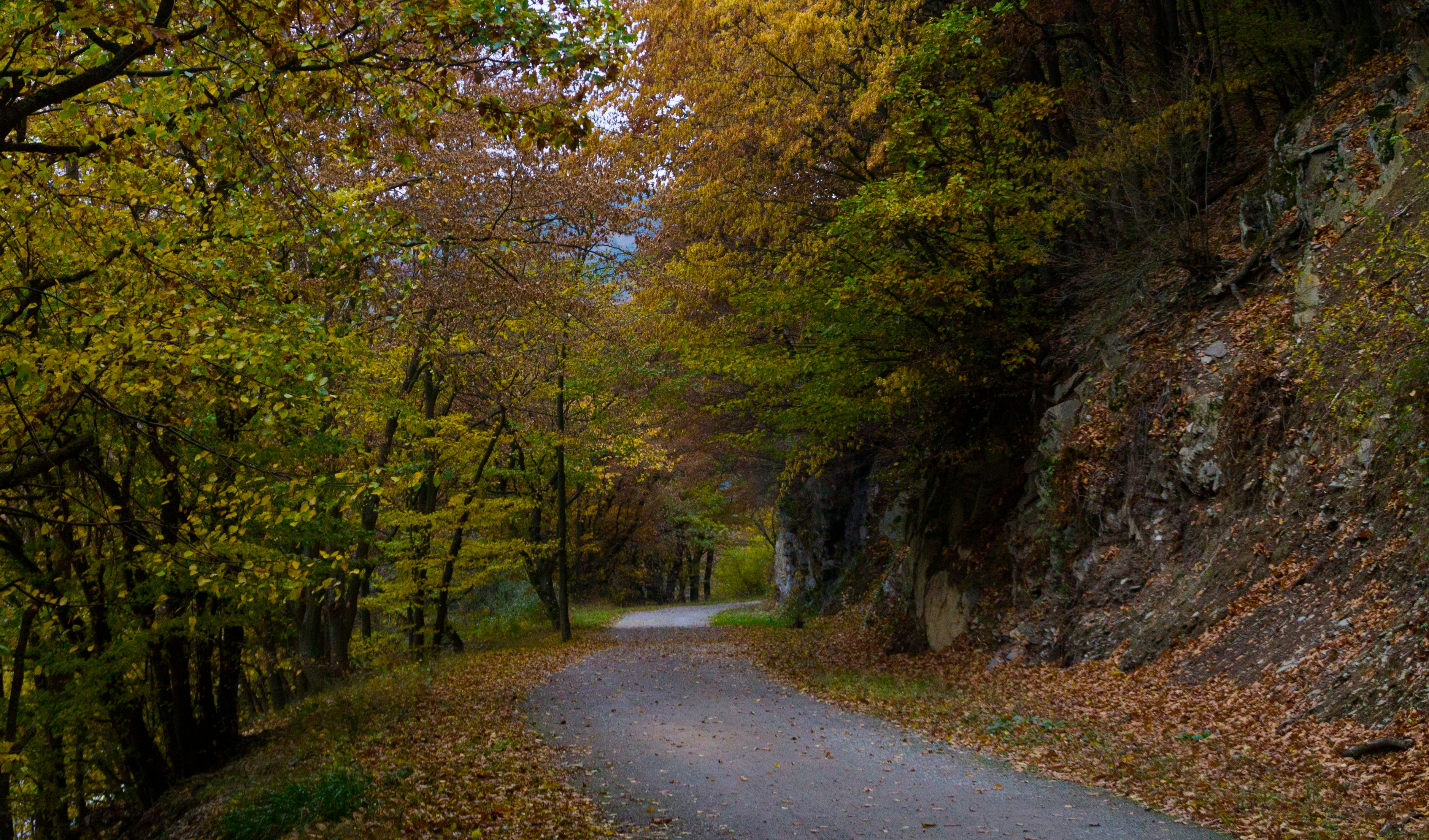 Free Unsplash photo from Mathijs Vos