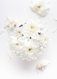 white petaled flower on white background
