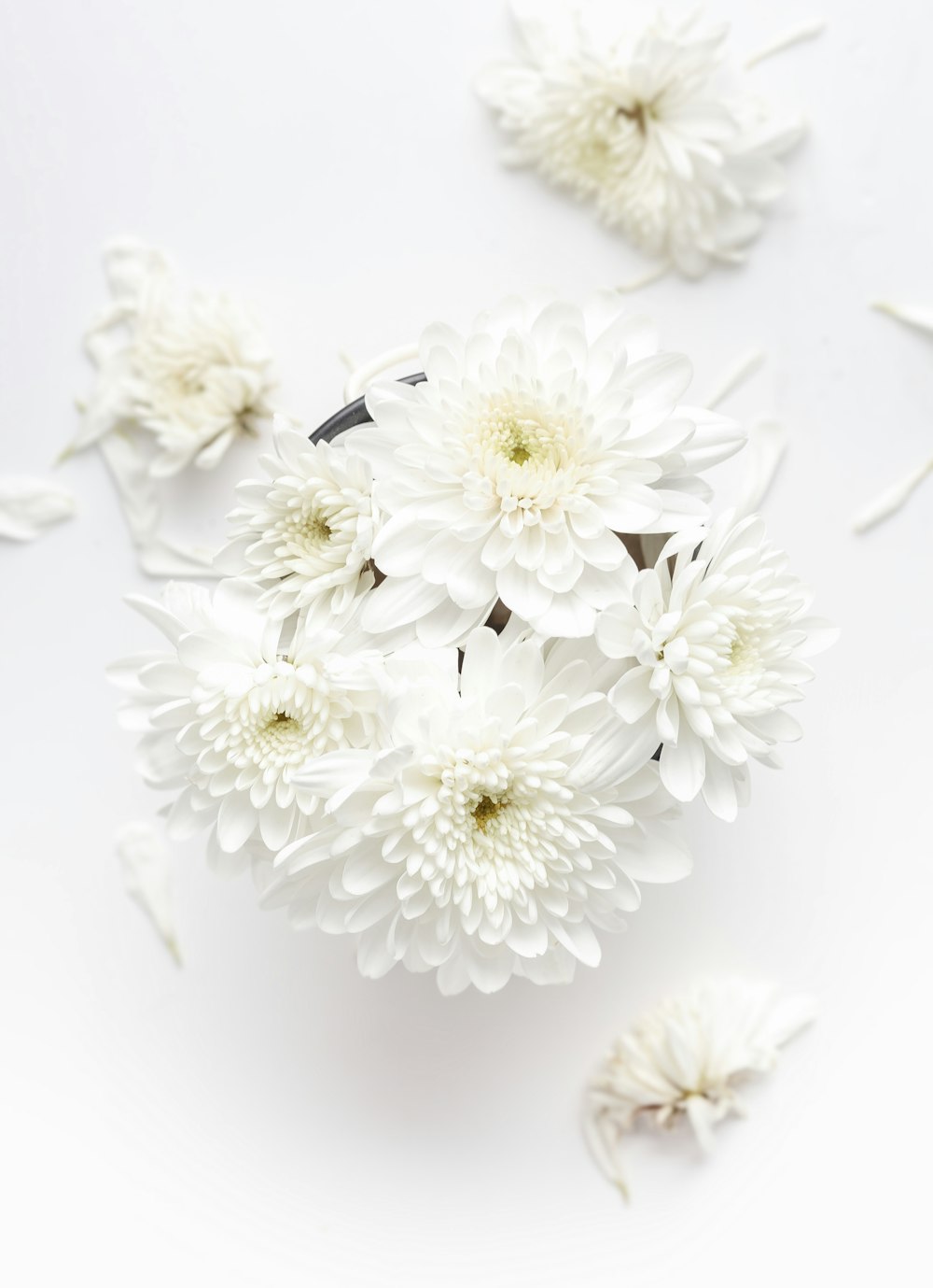 flor de pétalos blancos sobre fondo blanco
