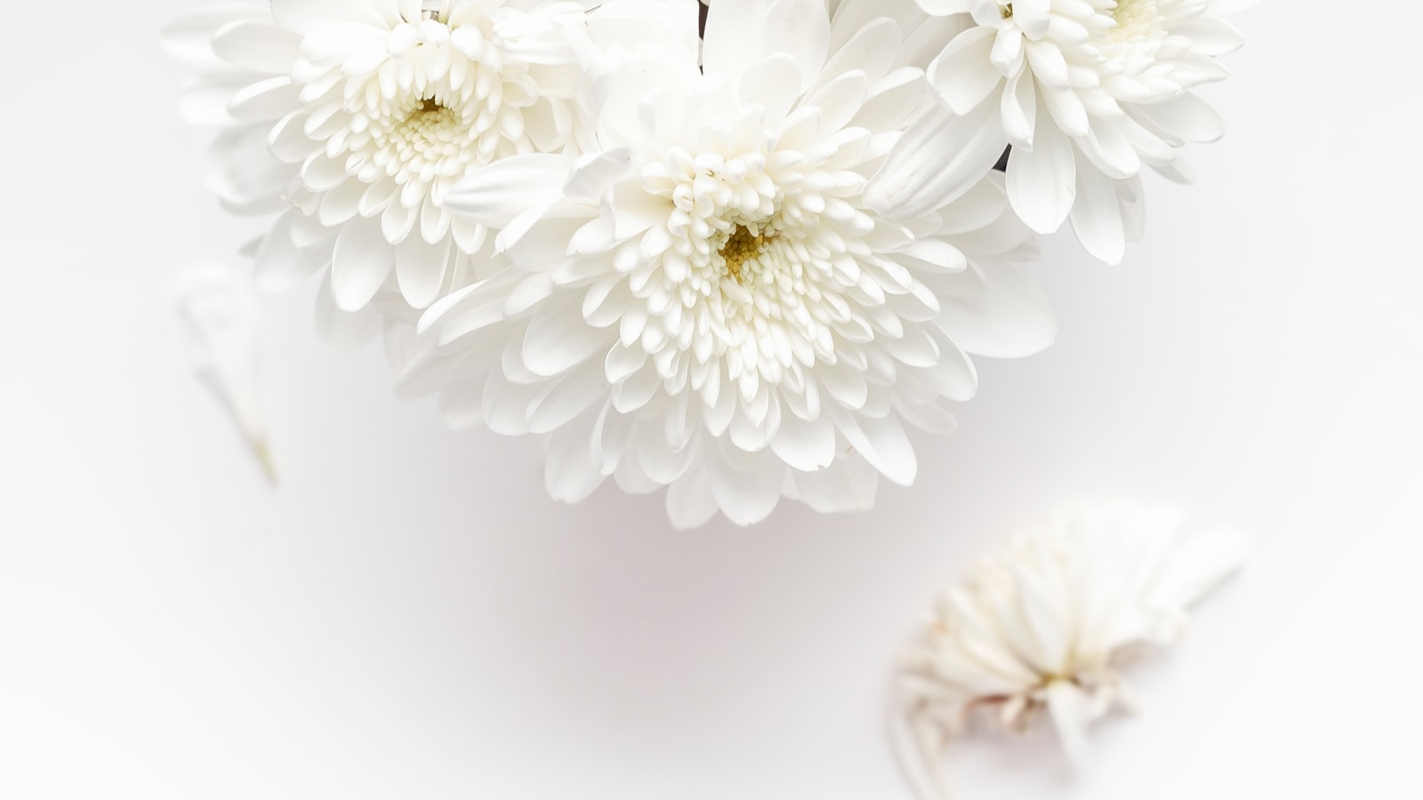 Preventing White Fungus on Hibiscus: Understanding the Causes and Signs