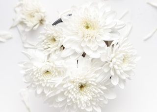 white petaled flower on white background