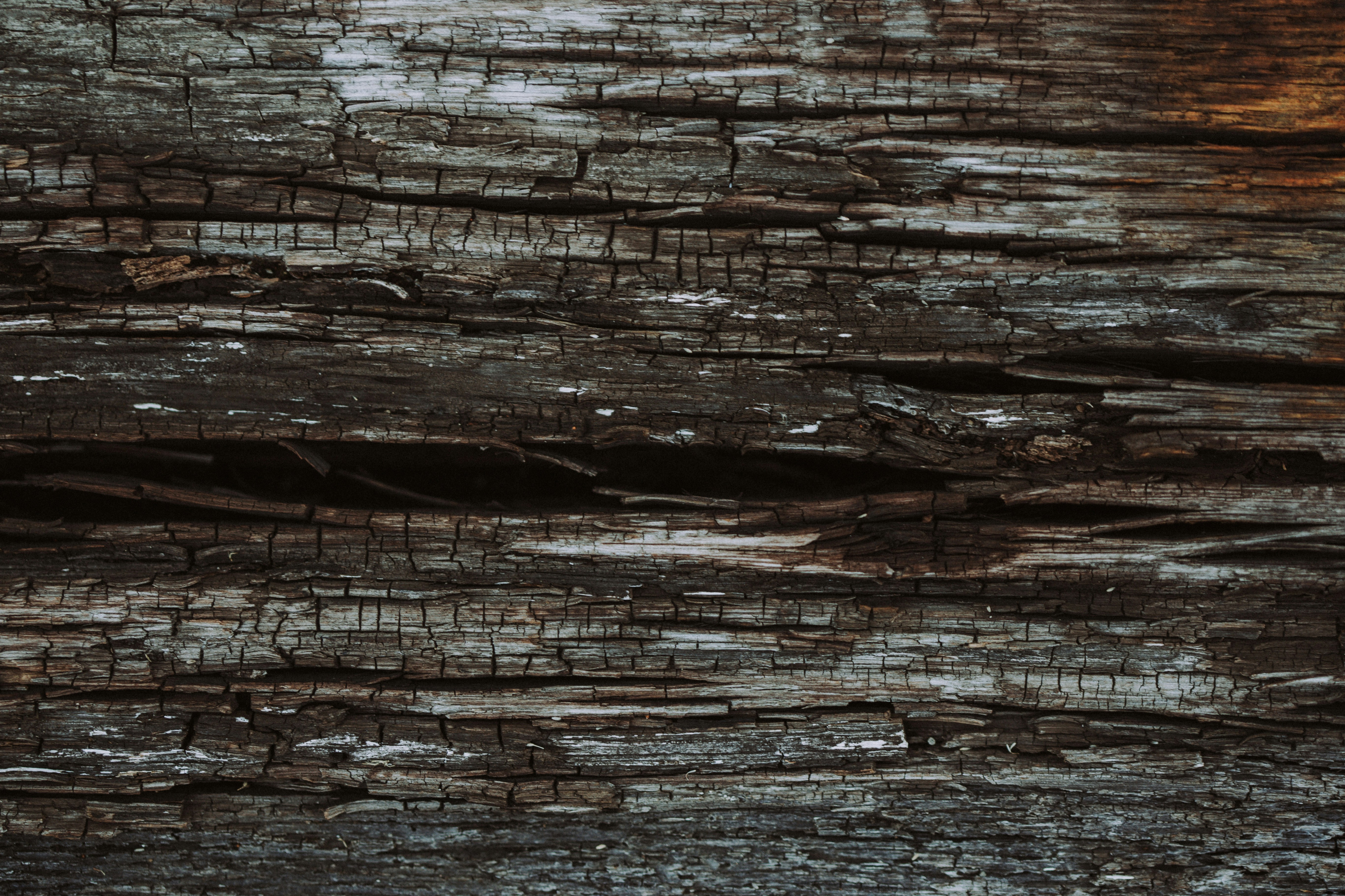 Free Unsplash photo from D.C. Cavalleri