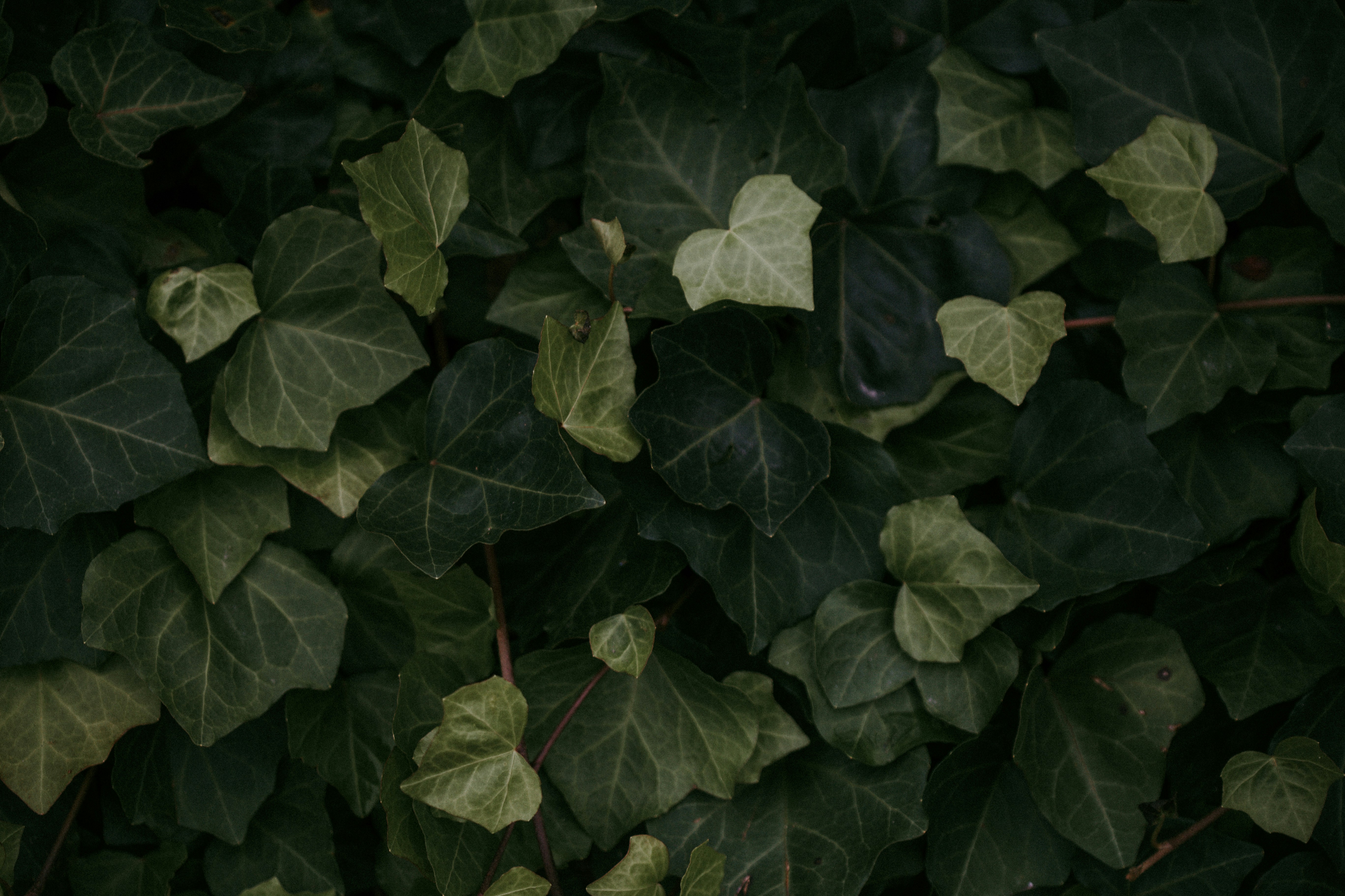 Free Unsplash photo from D.C. Cavalleri