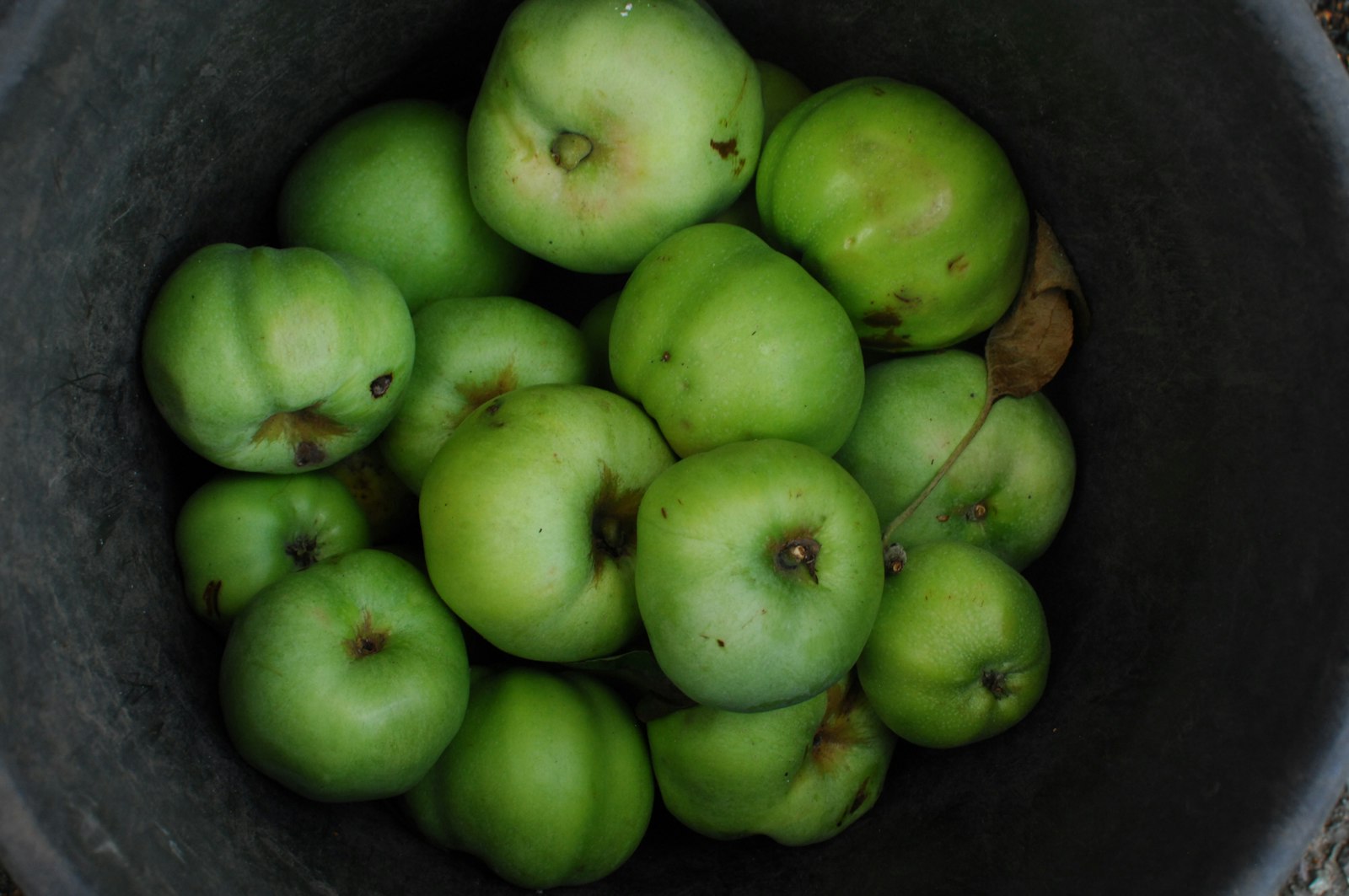 Nikon D2X sample photo. Round fruit lot photography