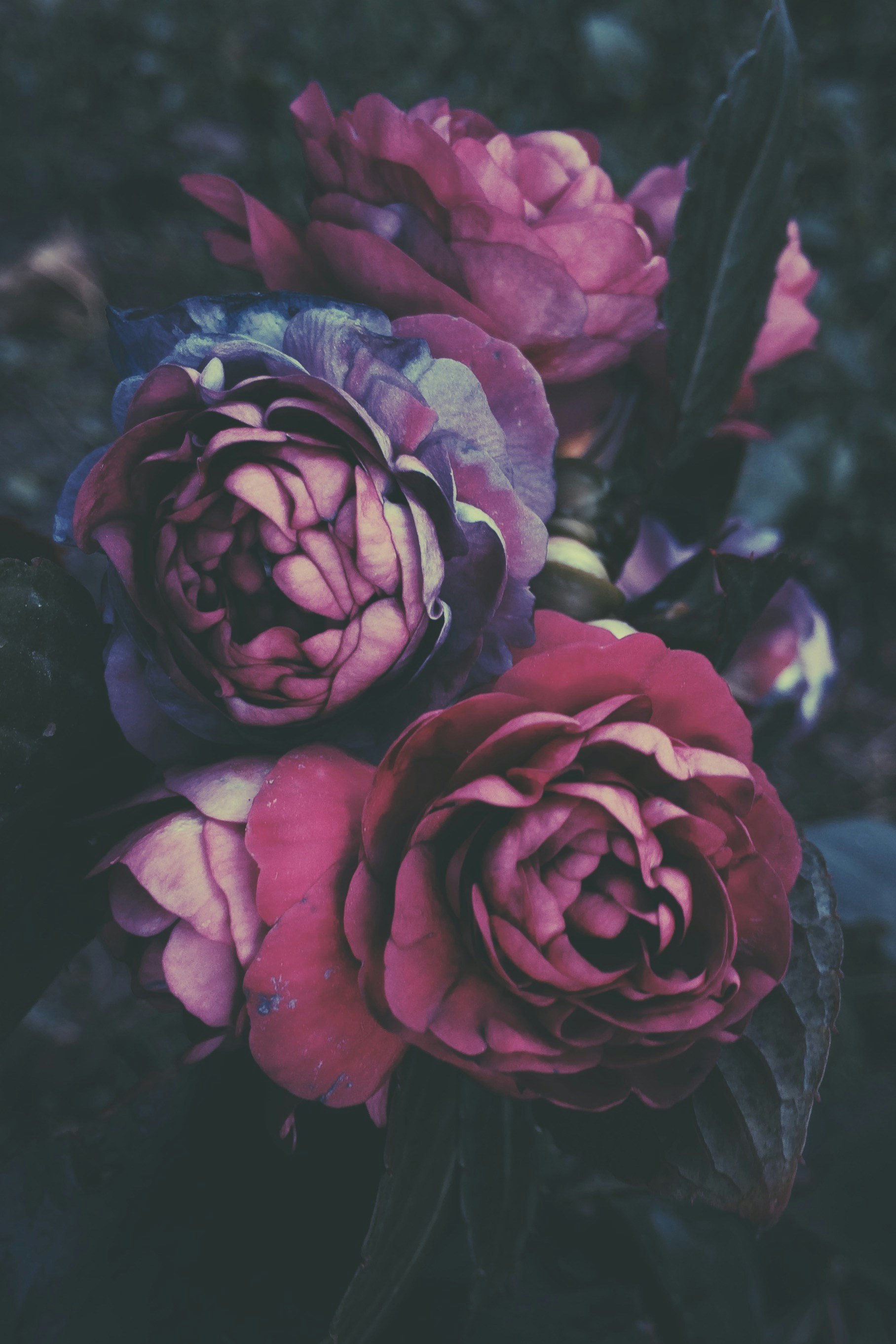 Free Unsplash photo from Leman Shirinzade